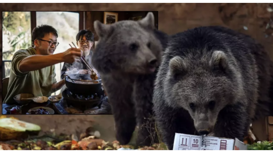 Japonya’da Ayı Eti Talebi Patladı: Rekor Saldırıların Ardından Restoranlar Yetişemiyor