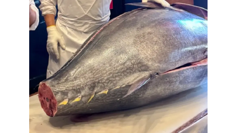 Dev Balığa Servet Ödedi: Zam Yok, Müşterilerime Eski Fiyattan Satacağım